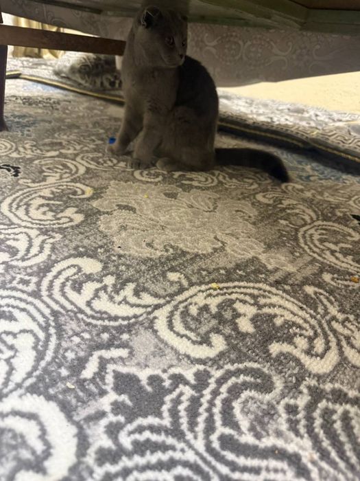 Кошка продаётся 7 месяцев