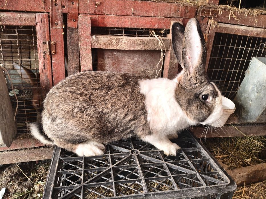 Продам самца на племя