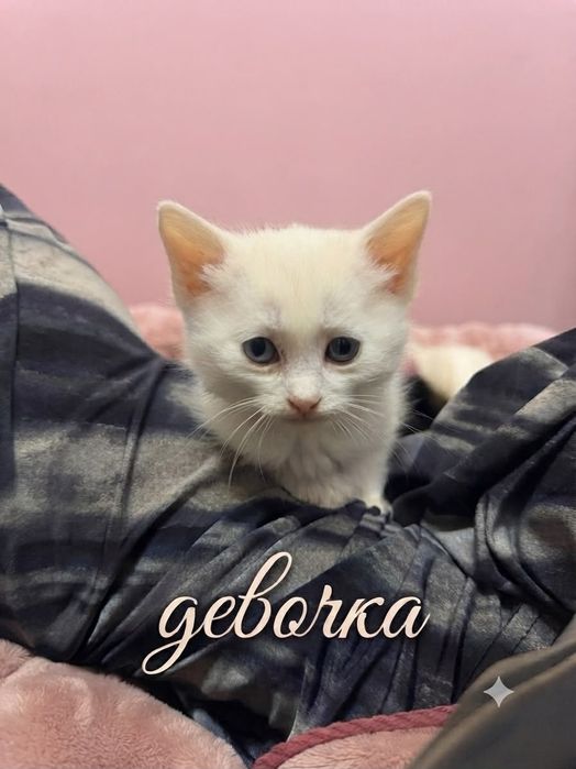 Котята в хорошие руки!