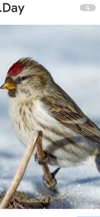 Птички красивые певчие