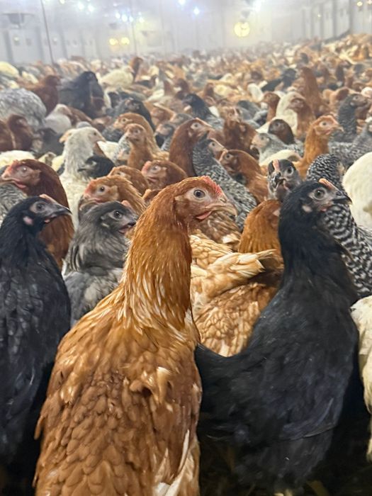 Pui de carne și rasa mixta