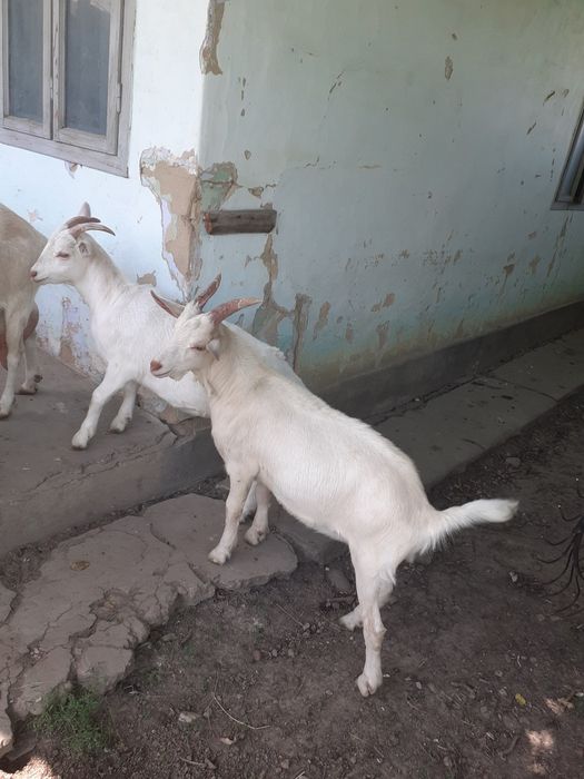 Vand 2 Iezi buni de lapte