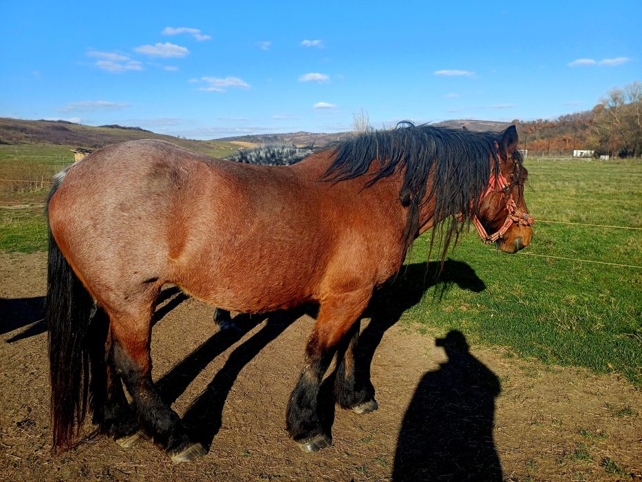 Iapa de 7 ani de vanzare