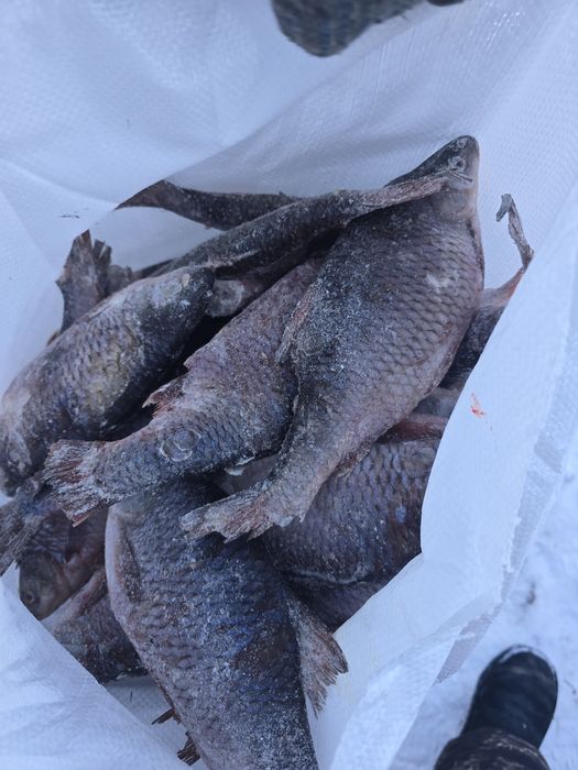 Чебак, плотва, сарога, ОПТОМ !!!