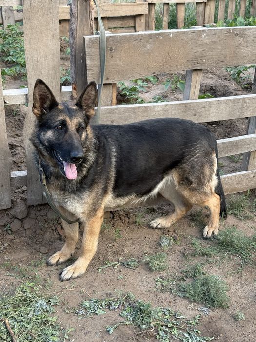 Немецкий овчарка добрый