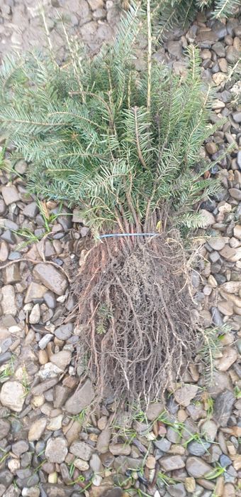 puieți fag carpân plop brad mesteacăn