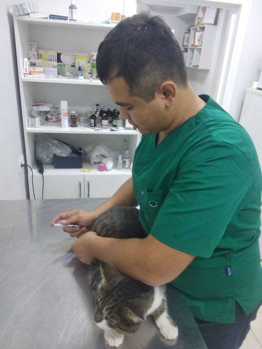 Ветеринарная служба.Ветеринар круглосуточно24/7 Кастрация Стерилизация