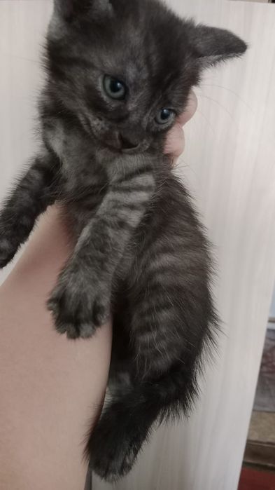 Отдам котят в добрые руки