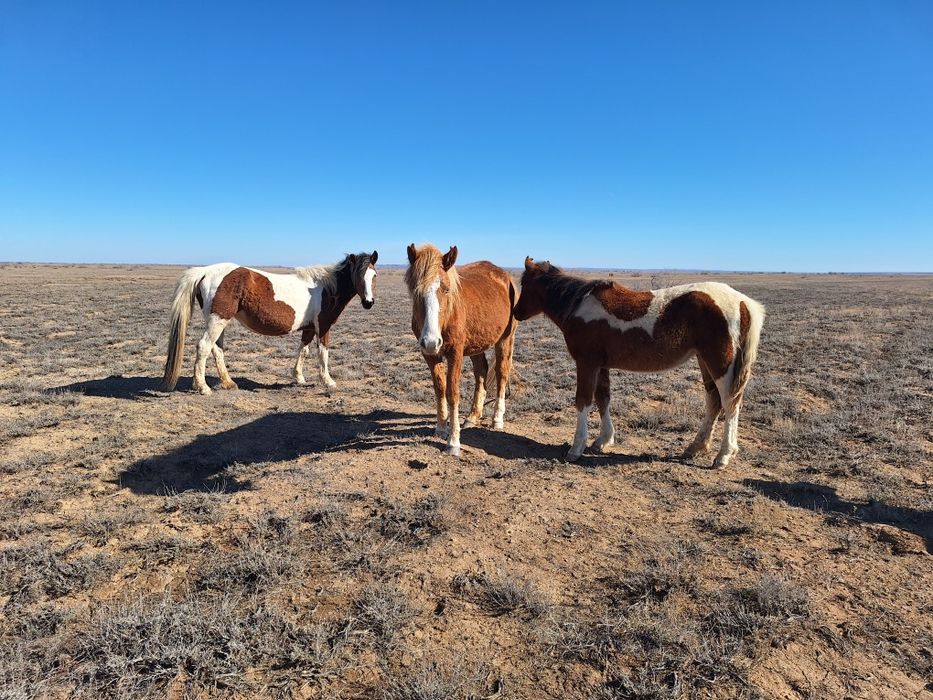 Бир уйир жылкы сатылады