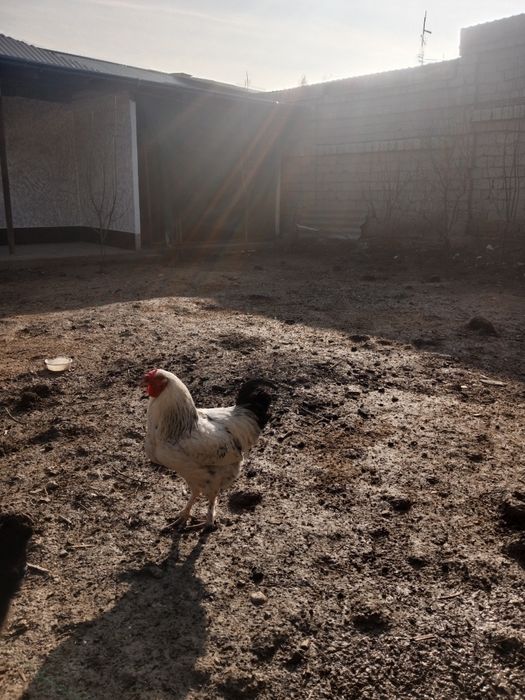 Zotli baquvvat va chiroyli Dakan Brama Qora Shahzoda sotiladi