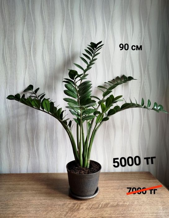 Цветы цветы цветы