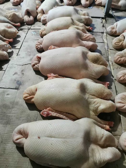 Мясо Домашнего Индюка, Утки, Бройлера, Индаутки