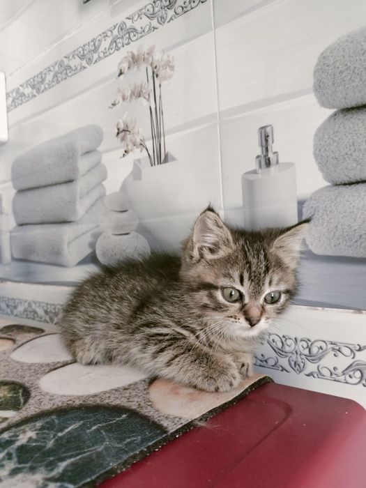 кошечки милые добрые кошечки