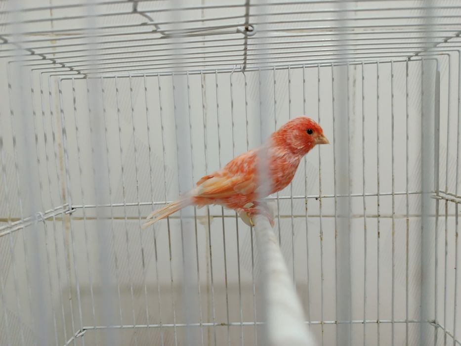 Канарейка мода шмель