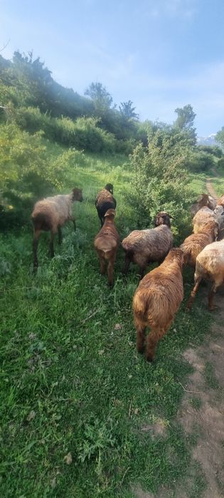 Продам баран находятся Коктобе 1