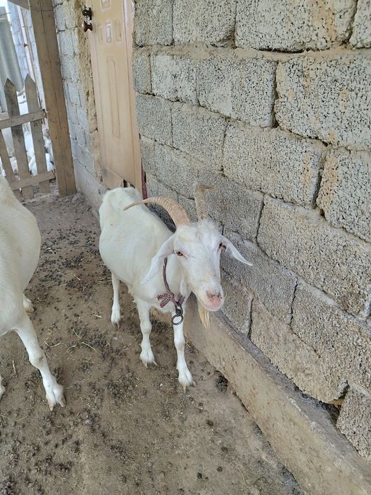 Ешкілер сатылады лақтары мен