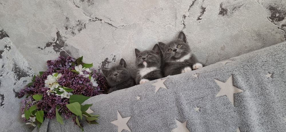 Британские котята