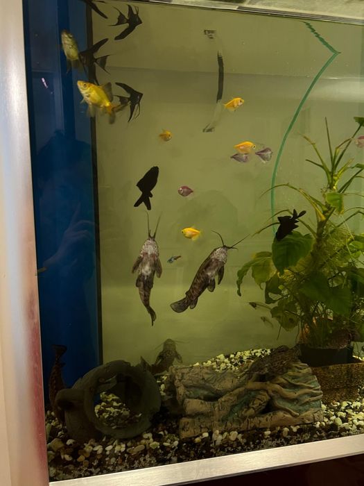 Сомики  Таракатум