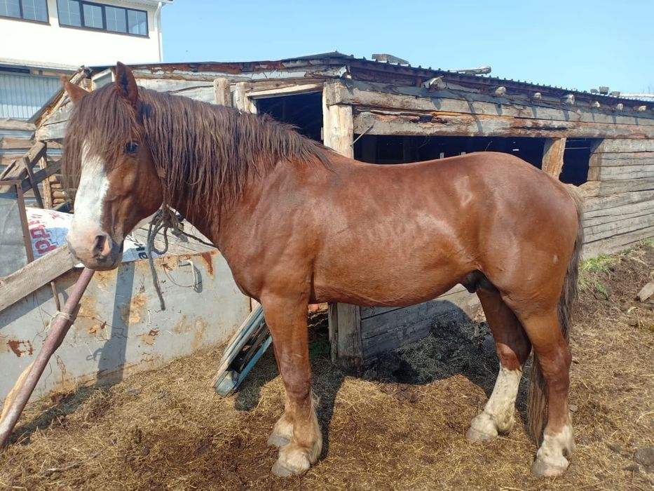 Продам лошадей с табуна