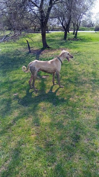 Тазы 2 жаста ауызданган