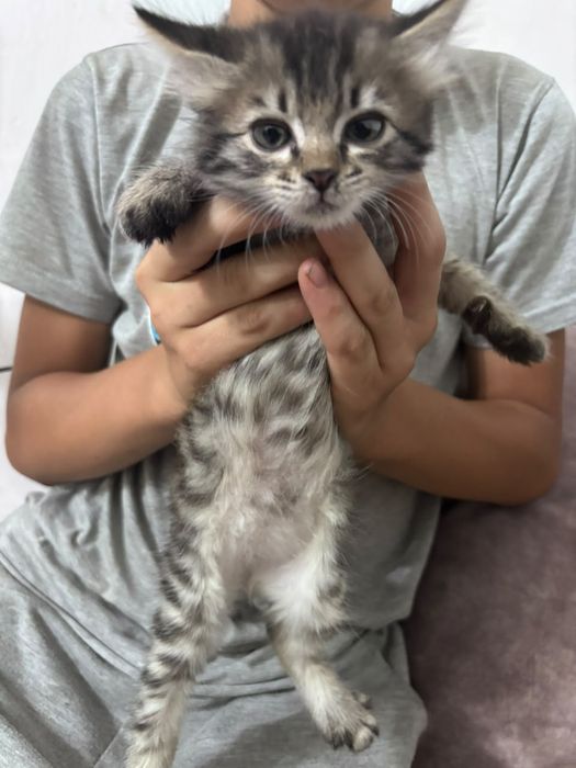 Котят в добрые руки
