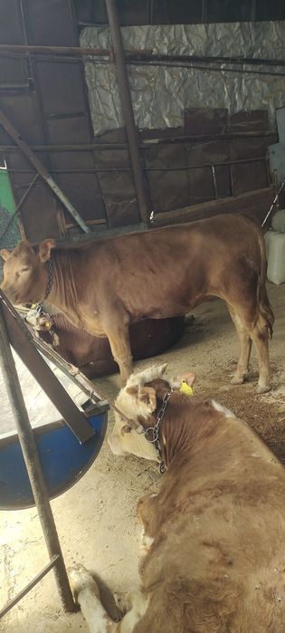 Продам двух телок жирных