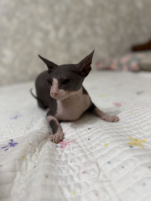 Продам кошечку сфинкс