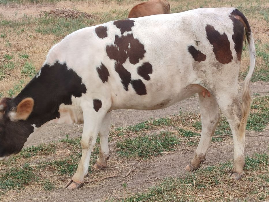 Сиыр,корова жаксы
