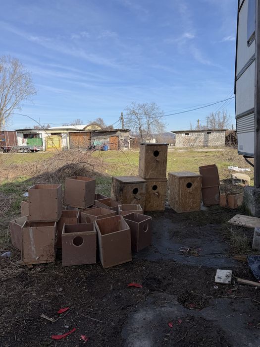 Cauibare papagali nimfe perusi micul alexandru agapornis