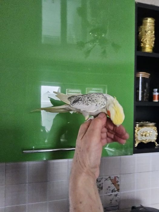 Попугай  карелла ручной