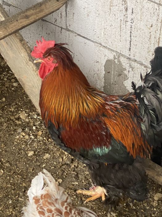 Oua de incubat gaini motate incaltate barboase