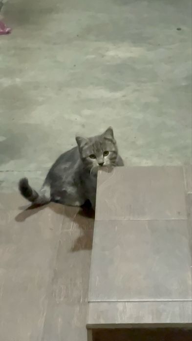 Котенок мальчик