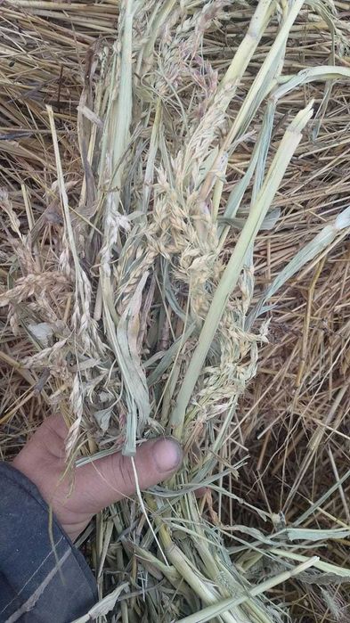 сено суданка в рулонах