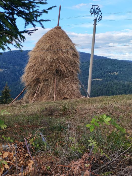 Vand fân petru detali sunați la 0743326948