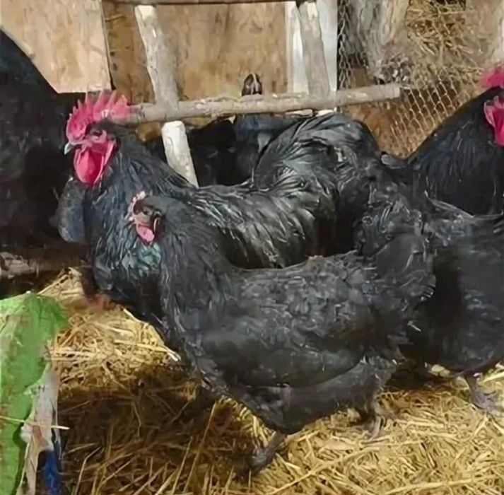 Жерси гигант кора товук тухумларига заказ оламиз