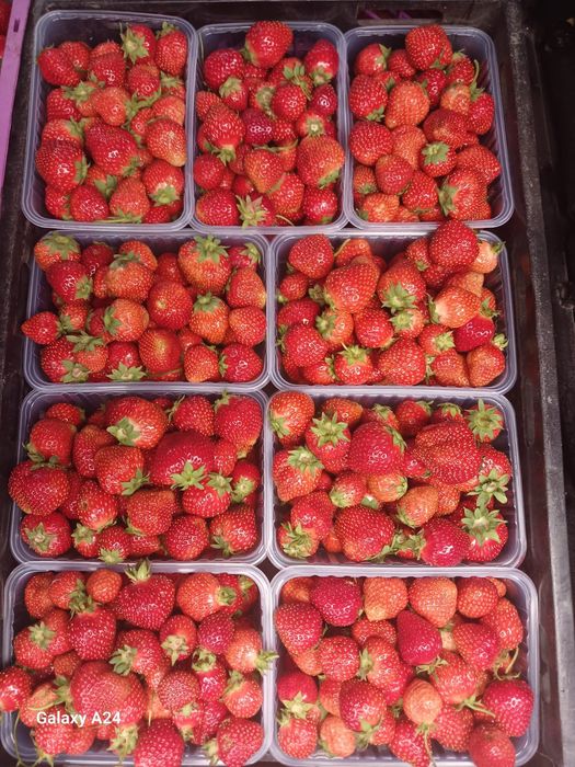 Продам свежесобранную ягоду клубники