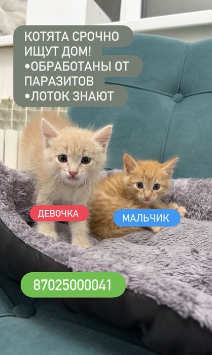Котенок мальчик ищет дом