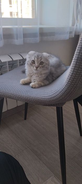 Продам шотландского кота в хорошие руки