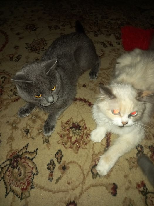 Пристраиваютса в добрые руки.