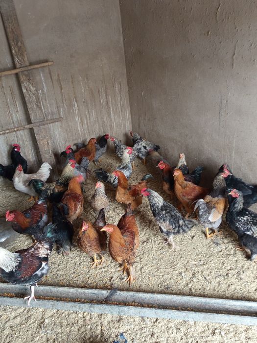 Продам домашних петухов