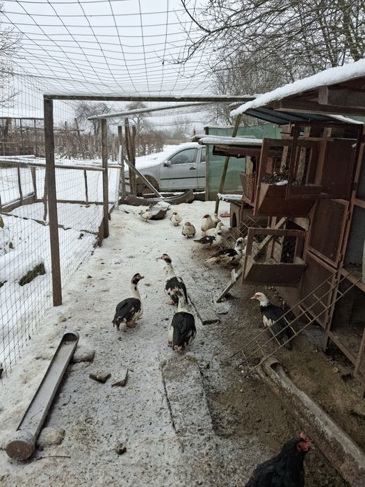 Vand rate mute  de anu trecut