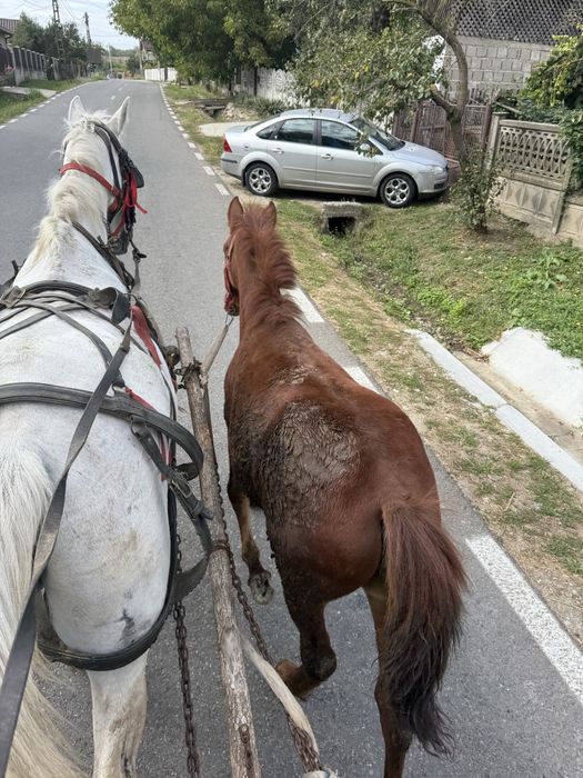 Vand carlana de 6 luni