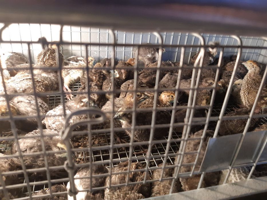 Vând pui prepeliță