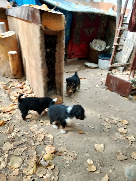 Щенки дворняги. О