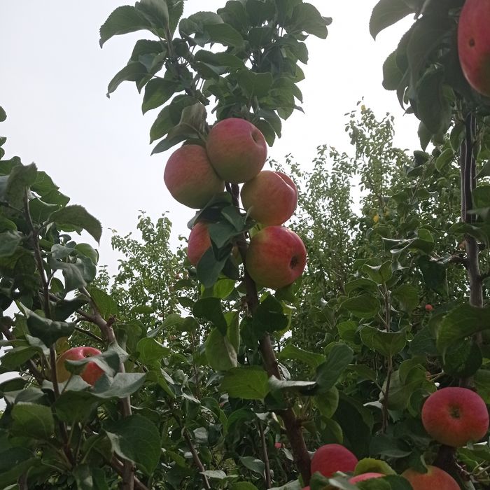 Прода м дачу сад Южной