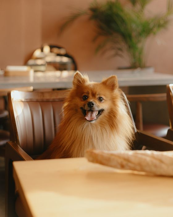 Вязка шпиц немецкий