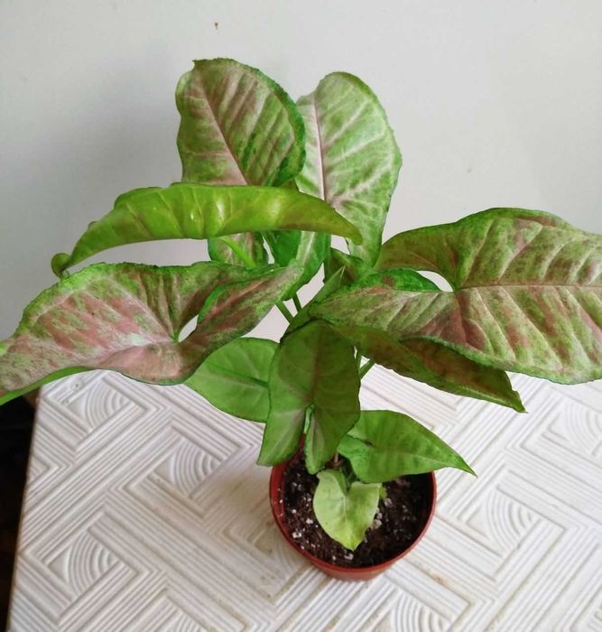 Молодой сингониум Конфетти Три колор