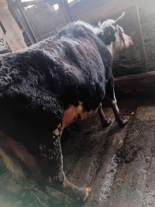 Продается дойная корова