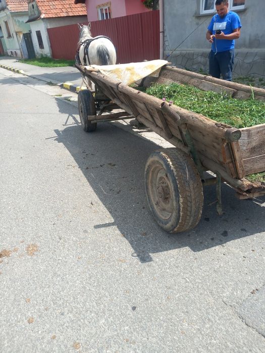Vând o iapa de 9 ani