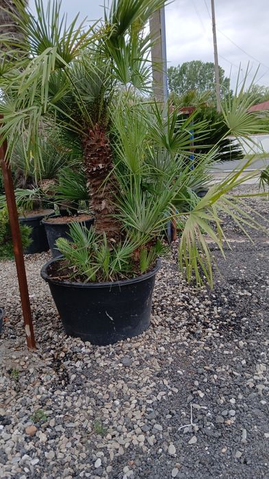 Plante exotice ,rezistente la ger